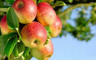 Apple Tree Wallpaper