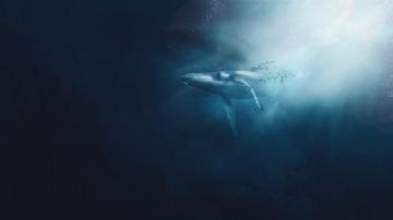 Whale Pictures Image