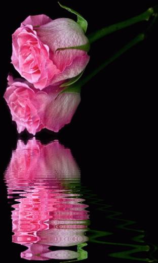 Related Wallpaper Size Type Gif S