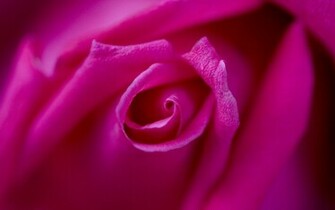 Beautiful Pink Center Of A Rose Background Pixels