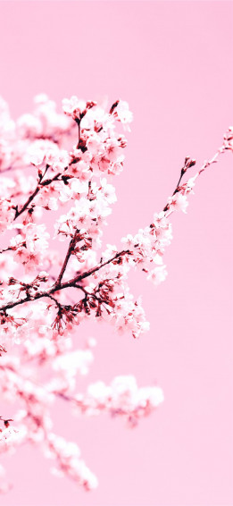 White Cherry Blossom Tree During Daytime iPhone Wallpaper