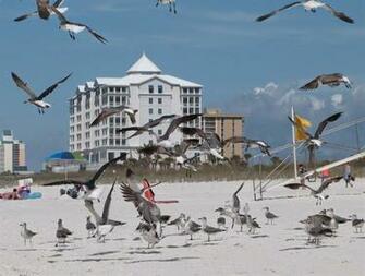 Pensacola Beach Boardwalk HD Walls Find Wallpaper