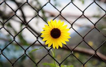 Wallpaper Purple Leaves Flowers Yellow Loneliness Background