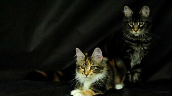 Maine Coon Cats Desktop Wallpaper Picture X Origami Mco