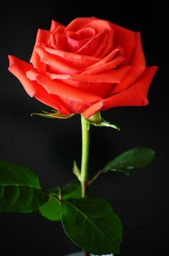 File Red Rose Against A Black Background Jpg Wikimedia
