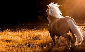 Related Posts HD Wallpaper For Pc Full Screen