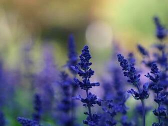 Wallpaper Lavender Flowers X Desktop
