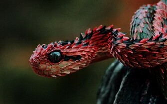 Wallpaper For Viper Snake HD
