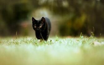 Wallpaper Animal Windows