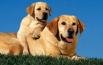 Dog Wallpaper Other Pictures