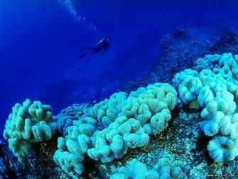 Blue Ocean Wallpaper Animals Wallpaper7 Wallcoo Net