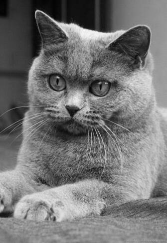 Kittens Cute Kitten Wallpaper