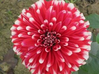 Some Nice Flower Image HD Wallpaper