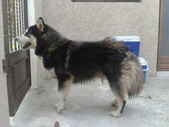 Alaska Husky K Pe I Resimleri
