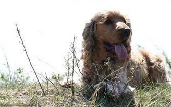 Wallpaper Dog Summer Light Desktop In The