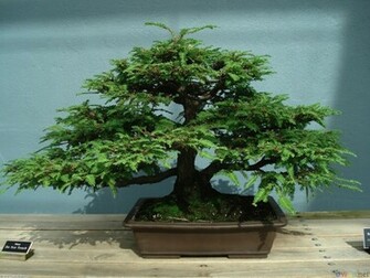 Bonsai Wallpaper Trident Maple