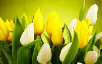 Gorgeous Yellow Flower Wallpaper Full HD Pictures