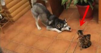 Funny Dogs Annoying Cats Desktop Wallpaper