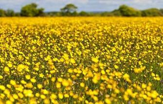 The Whole House I M Growing Used To This Smell A Yellow Jane