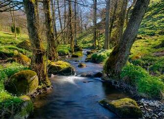Spring Forest Wallpaper