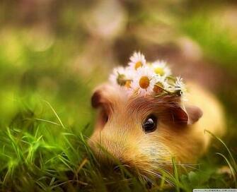 Cute Guinea Pig HD Desktop Wallpaper Widescreen High
