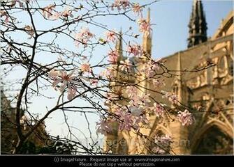 Pin Spring In Paris Wallpaper