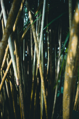 Bamboo Wallpaper For iPhone X