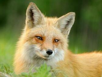 Red Fox Fac HD Wallpaper Background Image