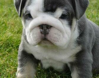 French Bulldog Puppy Wallpaper Blue Puppies