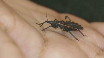The Kissing Bug When Small Bugs Cause Big Problems This