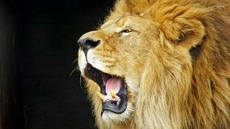 Lisnr The Lion That Roared Mercury Fund