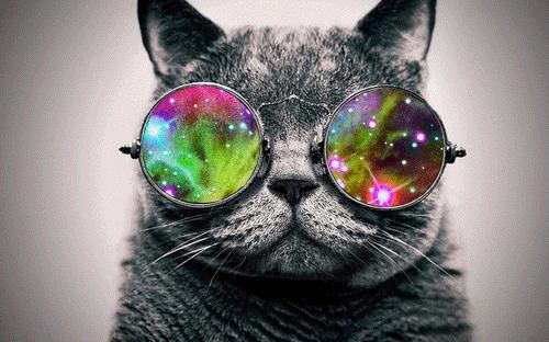 The First Cat In Space Was A French Named Felicette K Astrocat