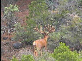 Monster Mule Deer Pictures