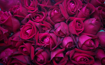 Pink Flower Nature Rose 4k Ultra HD Wallpaper