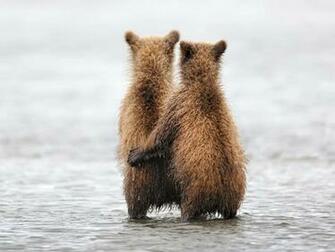 The Funny Bear Wallpaper Desktop