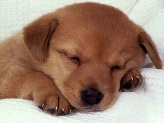 Sleeping Puppy Dogs Wallpaper