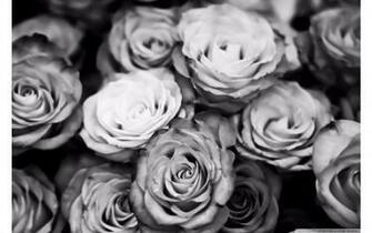 Black And White Roses Wallpaper 4k