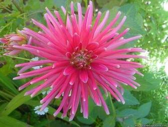 Desktop Wallpaper Flowers Background Pink Dahlia
