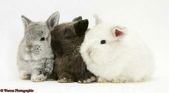 Cute Baby Rabbits HD Wallpaper In Animals Imageci