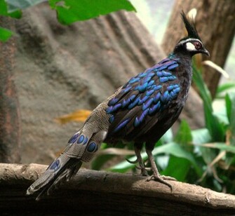 Palawan Peacock Pheasant Wallpaper