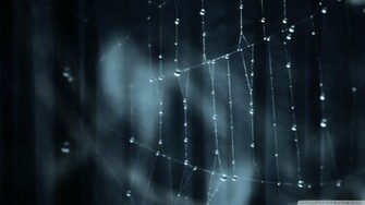Spider Web Wallpaper