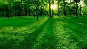 Unique And Beautiful Natural Green Wallpaper For Desktop