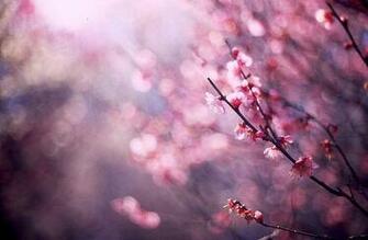 Beautiful Background Image Pictures Becuo