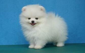 Pomeranian Poze X Close