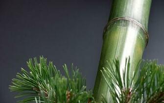 Plants Bamboo Wallpaper