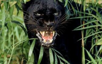 Wallpaper For Desktop Black Panther