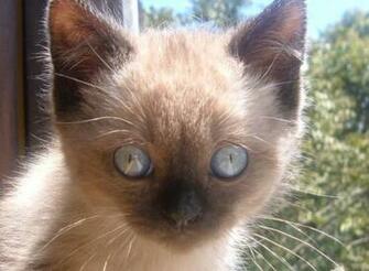 Screenshot Re S Of Ware Himalayan Cat Screensaver
