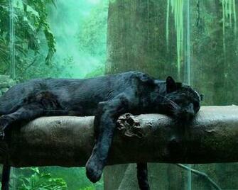 Jungle Animals Wallpaper Panthers Black