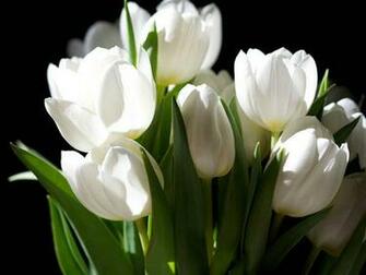 Tulip Flowers High Resolution Beautiful Wallpaper