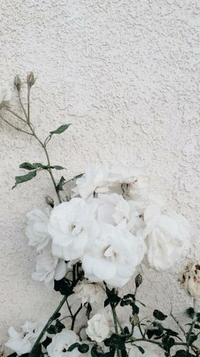 Pin Oleh Ama Di Moda Bunga Peony Wallpaper